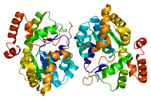 Bile salt sulfotransferase